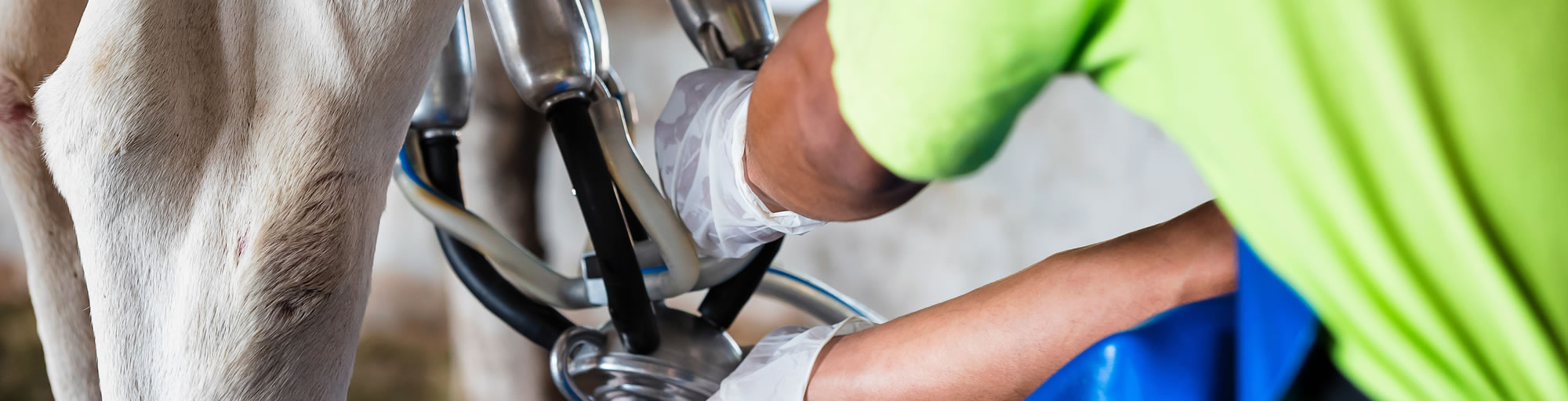 Dr. Kenndoff - Der erste Verband, mit dem gemolken werden kann.