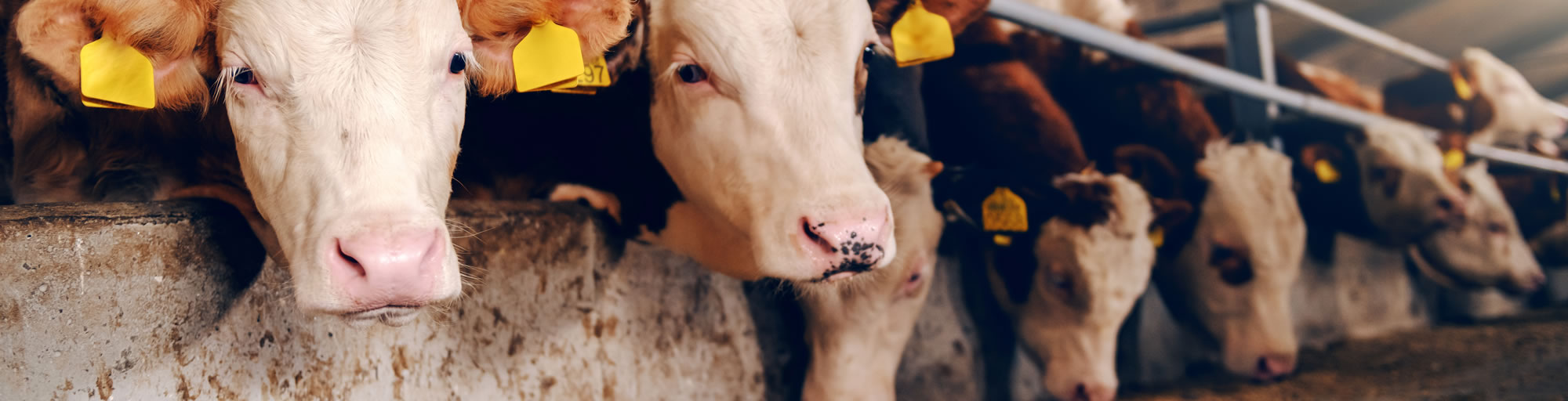 Dr. Kenndoff - Der erste Verband, mit dem gemolken werden kann.